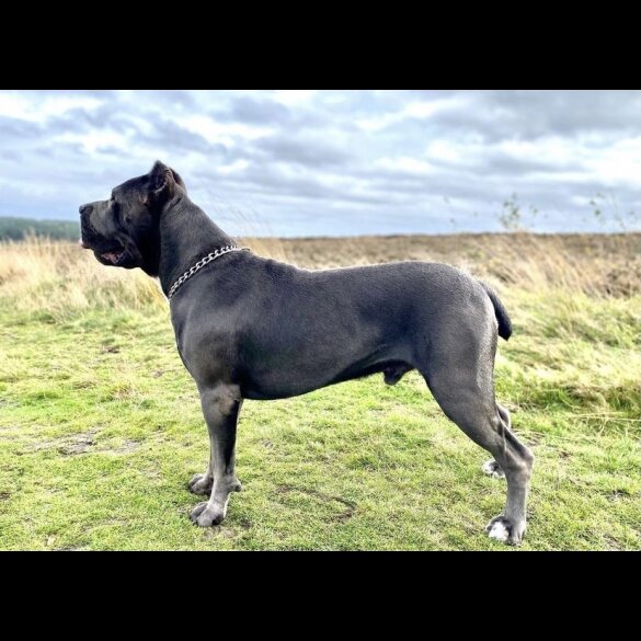 Cane Corso