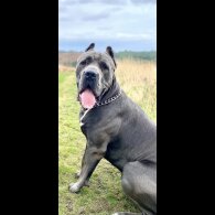 Cane Corso