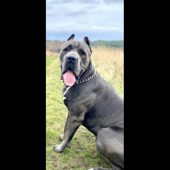 Cane Corso