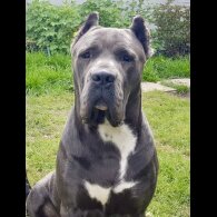 Cane Corso