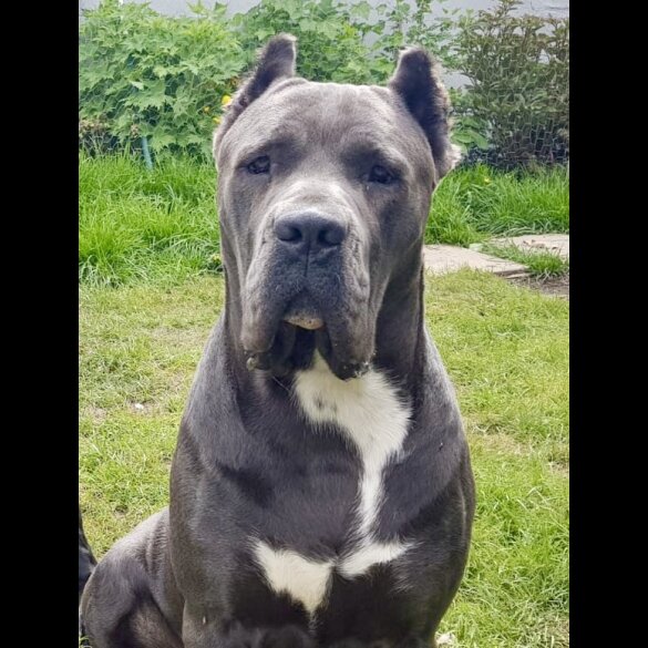 Cane Corso