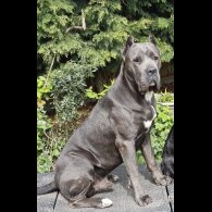 Cane Corso