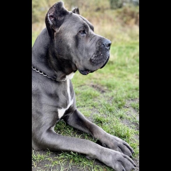 Cane Corso