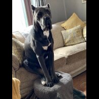 Cane Corso