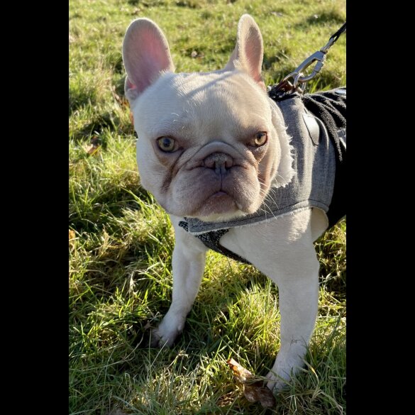 French Bulldog