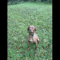 Hungarian Vizsla - Dogs