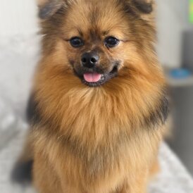 Pomeranian