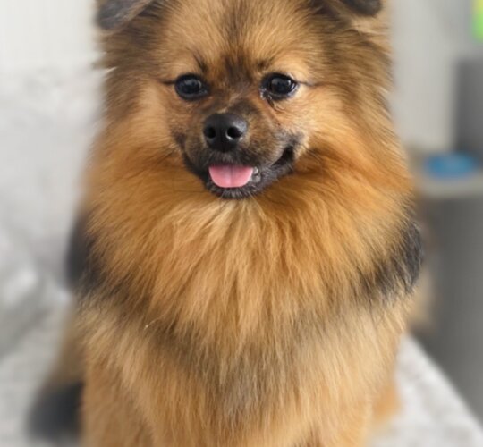 Pomeranian