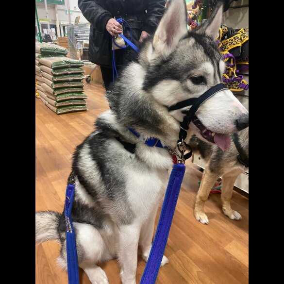 Siberian Husky