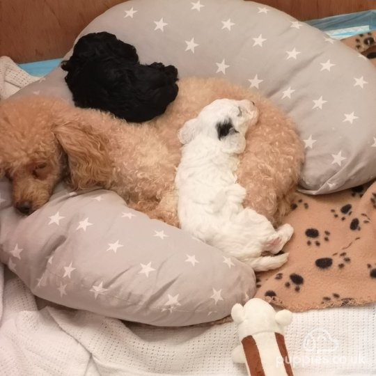 Toy Poodle Puppies For Sale Near Me In Swaffham, Norfolk | Puppies.Co.Uk