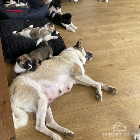 Akita puppies for Sale in the UK | Puppies.co.uk