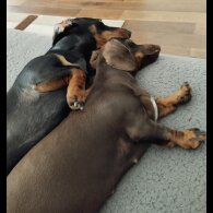 Dachshund (Standard &amp; Miniature)