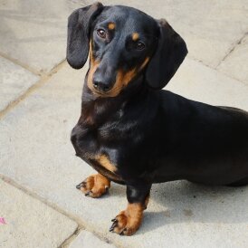 Dachshund (Standard &amp; Miniature)