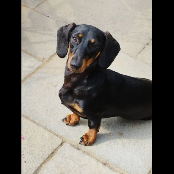 Dachshund (Standard &amp; Miniature)