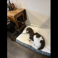 English Springer Spaniel