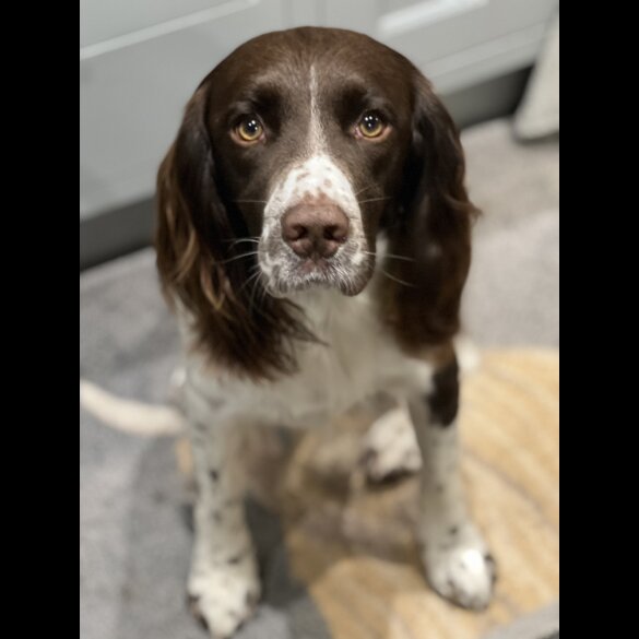 English Springer Spaniel