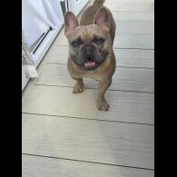 French Bulldog