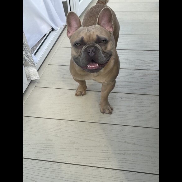 French Bulldog