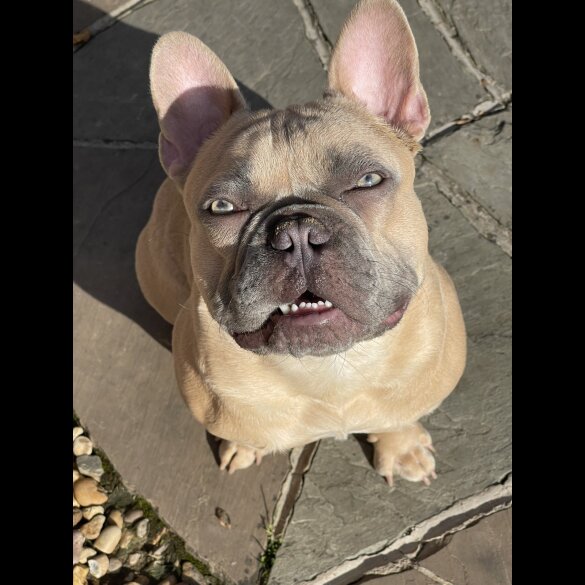 French Bulldog