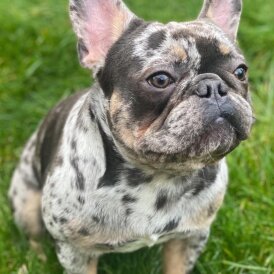 French Bulldog