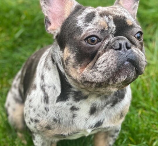 French Bulldog