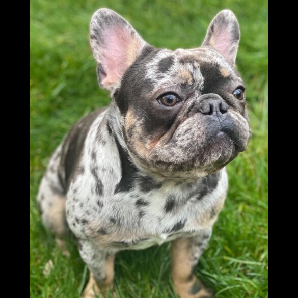 French Bulldog