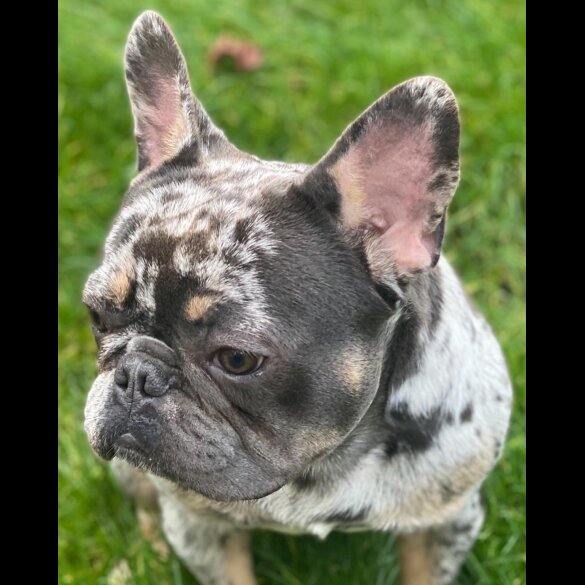 French Bulldog