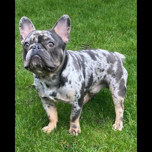 French Bulldog