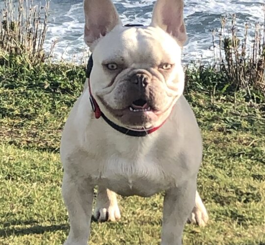 French Bulldog