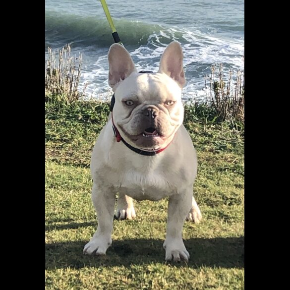 French Bulldog