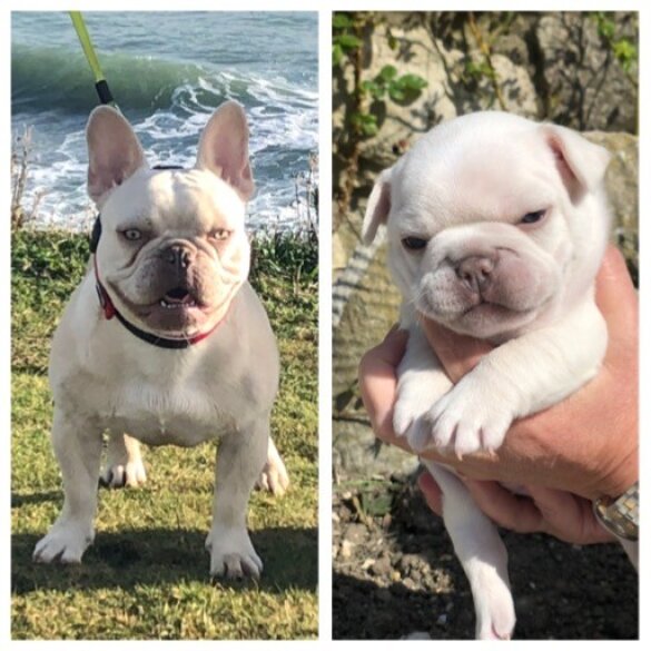 French Bulldog