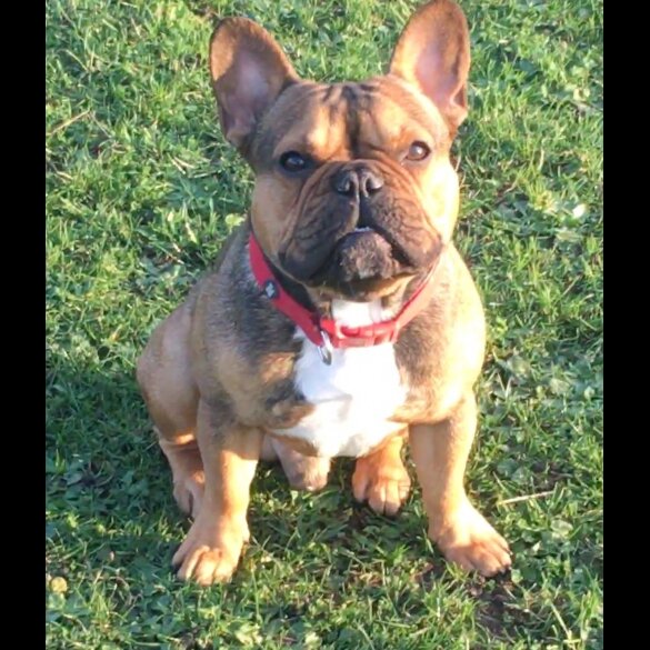 French Bulldog