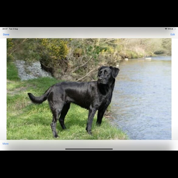 Labrador Retriever