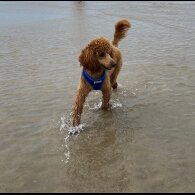 Miniature Poodle