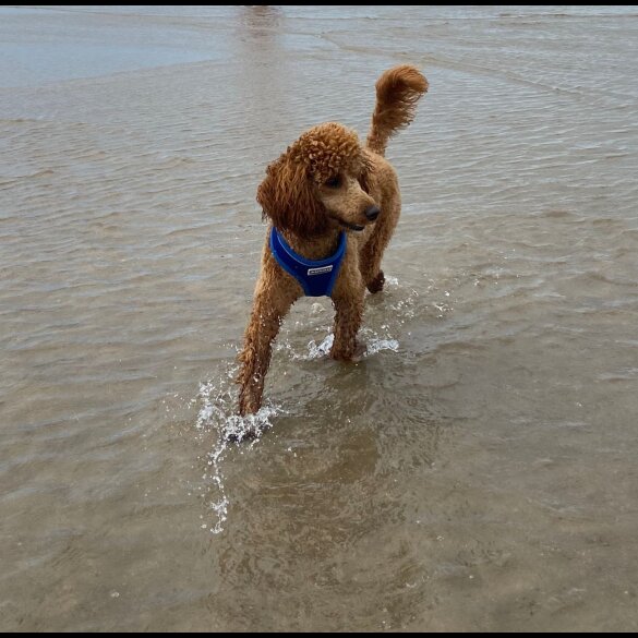 Miniature Poodle