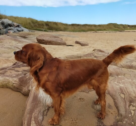 Cavalier King Charles Spaniel