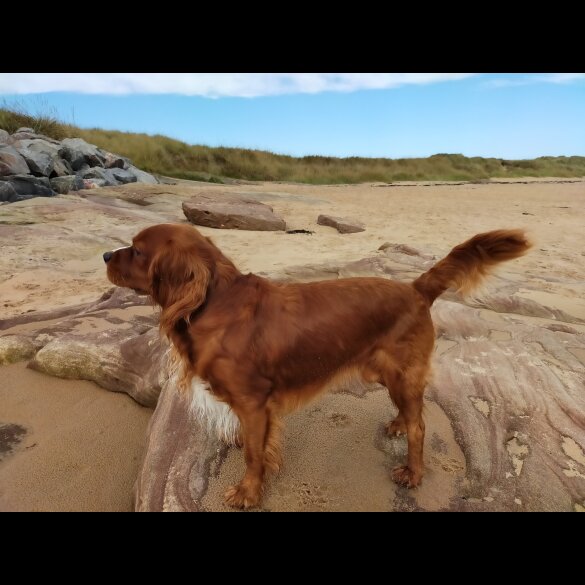 Cavalier King Charles Spaniel