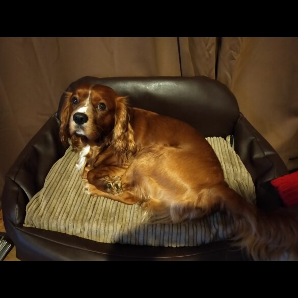 Cavalier King Charles Spaniel