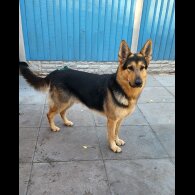 German Shepherd (Alsatian)