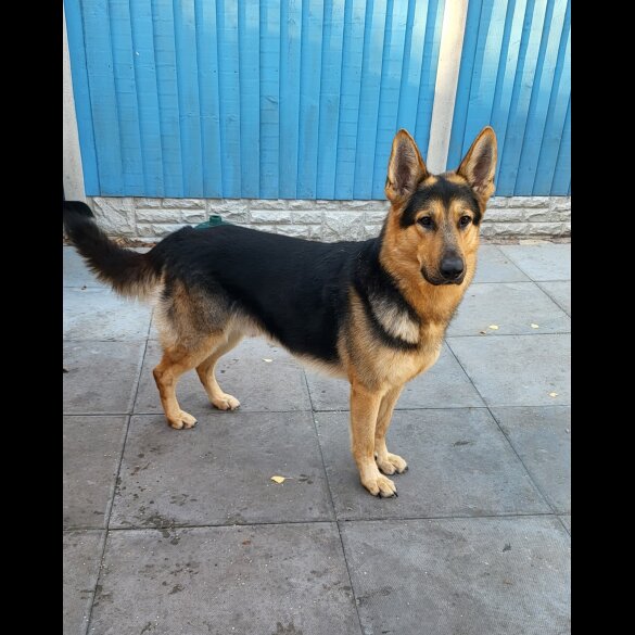 German Shepherd (Alsatian)