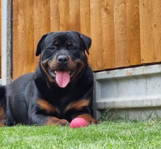 Rottweiler