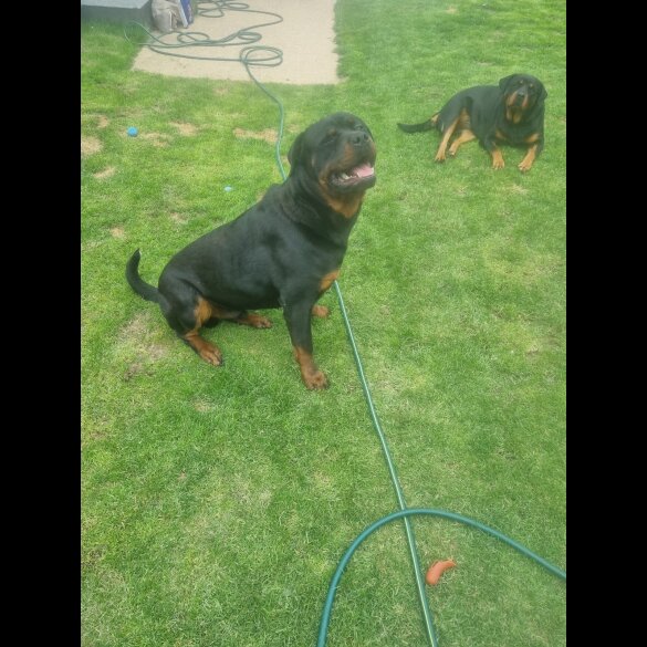 Rottweiler