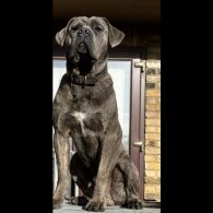 Cane Corso