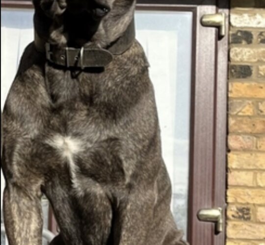 Cane Corso