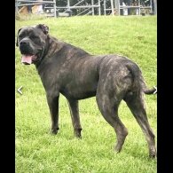 Cane Corso