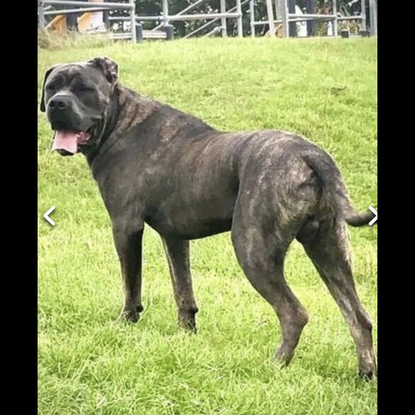 Cane Corso