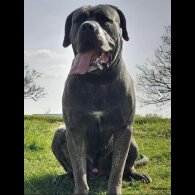 Cane Corso