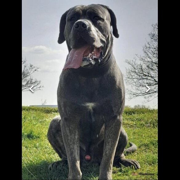 Cane Corso