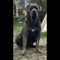 Cane Corso