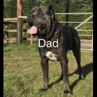 Cane Corso